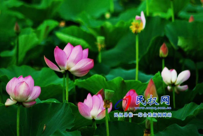 首屆民權(quán)“綠洲 荷韻”攝影書畫藝術(shù)節(jié)開幕 首屆民權(quán)“綠洲 荷韻”攝影書畫藝術(shù)節(jié)開幕
