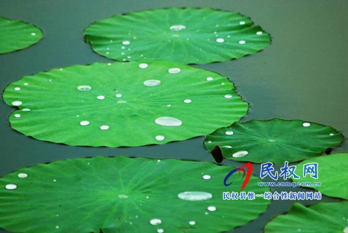 首屆民權(quán)“綠洲 荷韻”攝影書畫藝術(shù)節(jié)開幕 首屆民權(quán)“綠洲 荷韻”攝影書畫藝術(shù)節(jié)開幕