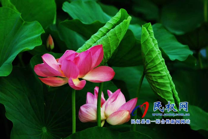 首屆民權(quán)“綠洲 荷韻”攝影書畫藝術(shù)節(jié)開幕 首屆民權(quán)“綠洲 荷韻”攝影書畫藝術(shù)節(jié)開幕