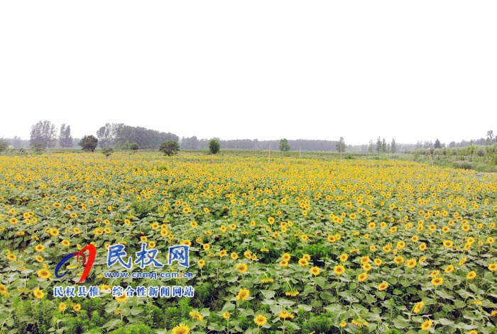 我縣黃河故道生態(tài)廊道萬余棵向日葵怒放 市民觀賞流連忘返 我縣黃河故道生態(tài)廊道萬余棵向日葵怒放 市民觀賞流連忘返