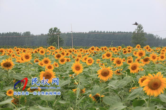 我縣黃河故道生態(tài)廊道萬余棵向日葵怒放 市民觀賞流連忘返 我縣黃河故道生態(tài)廊道萬余棵向日葵怒放 市民觀賞流連忘返