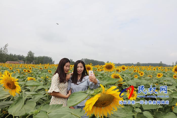 我縣黃河故道生態(tài)廊道萬余棵向日葵怒放 市民觀賞流連忘返 我縣黃河故道生態(tài)廊道萬余棵向日葵怒放 市民觀賞流連忘返