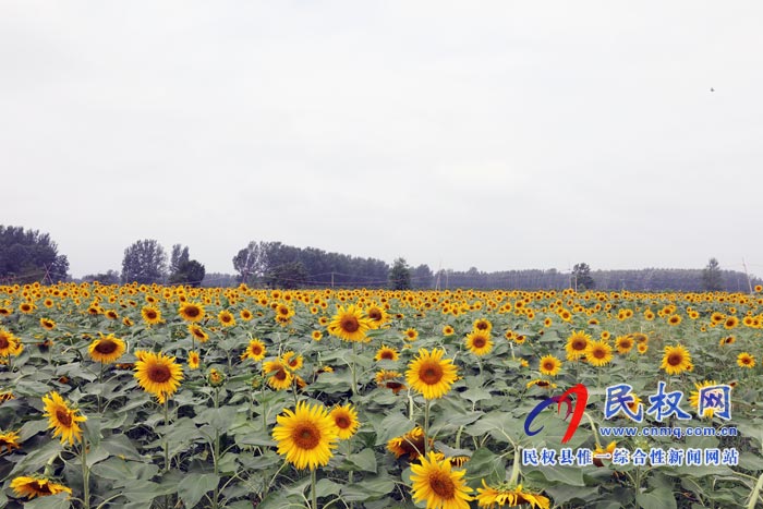 我縣黃河故道生態(tài)廊道萬余棵向日葵怒放 市民觀賞流連忘返 我縣黃河故道生態(tài)廊道萬余棵向日葵怒放 市民觀賞流連忘返