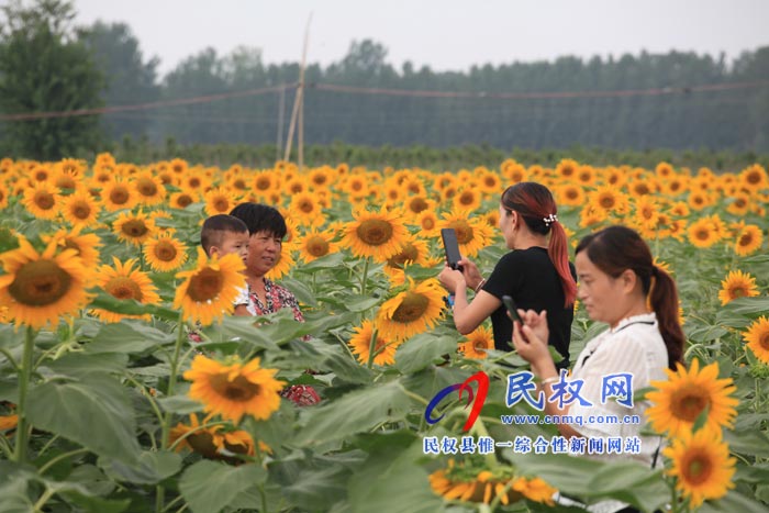我縣黃河故道生態(tài)廊道萬余棵向日葵怒放 市民觀賞流連忘返 我縣黃河故道生態(tài)廊道萬余棵向日葵怒放 市民觀賞流連忘返