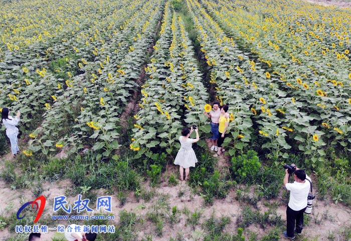 我縣黃河故道生態(tài)廊道萬余棵向日葵怒放 市民觀賞流連忘返 我縣黃河故道生態(tài)廊道萬余棵向日葵怒放 市民觀賞流連忘返
