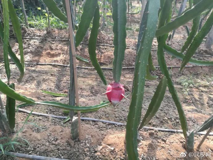 花園鄉(xiāng)朱莊村火龍果長(zhǎng)勢(shì)喜人 花園鄉(xiāng)朱莊村火龍果長(zhǎng)勢(shì)喜人