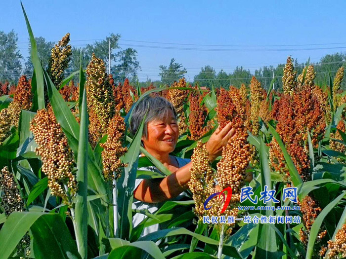 老顏集鄉(xiāng):紅高粱紅了，農(nóng)民笑了
