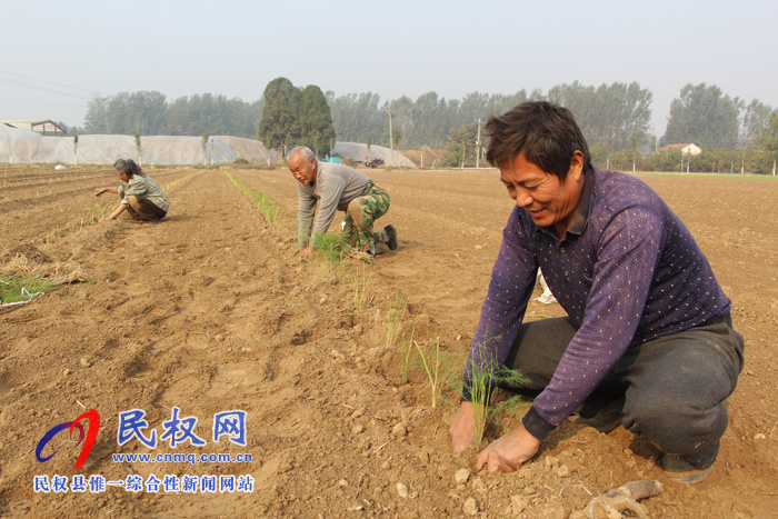 雙塔鎮(zhèn)大力發(fā)展露地蘆筍種植產(chǎn)業(yè) 雙塔鎮(zhèn)大力發(fā)展露地蘆筍種植產(chǎn)業(yè)