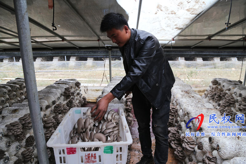 老顏集鄉(xiāng):貧困戶的脫貧“致富傘”?—平菇種植大戶王世先的帶貧故事 老顏集鄉(xiāng):貧困戶的脫貧“致富傘”?—平菇種植大戶王世先的帶貧故事