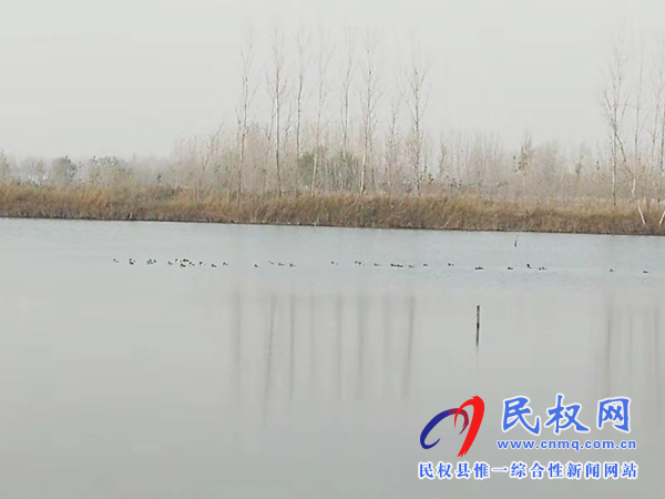 中央電視臺(tái)新聞?lì)l道到我縣錄制青頭潛鴨 中央電視臺(tái)新聞?lì)l道到我縣錄制青頭潛鴨