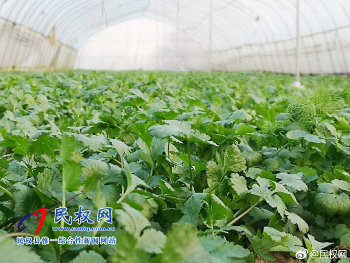 莊子鎮(zhèn)王西村:特色產(chǎn)業(yè)助推精準(zhǔn)扶貧 莊子鎮(zhèn)王西村:特色產(chǎn)業(yè)助推精準(zhǔn)扶貧