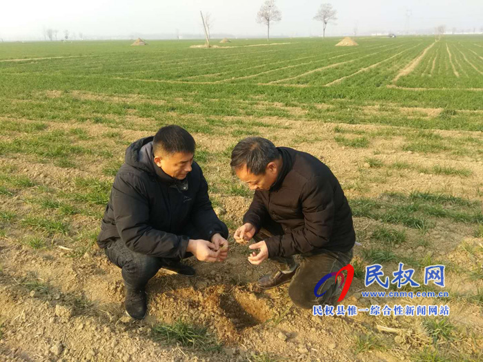 天寒人心暖 農(nóng)業(yè)局送技術(shù)到田間 天寒人心暖 農(nóng)業(yè)局送技術(shù)到田間