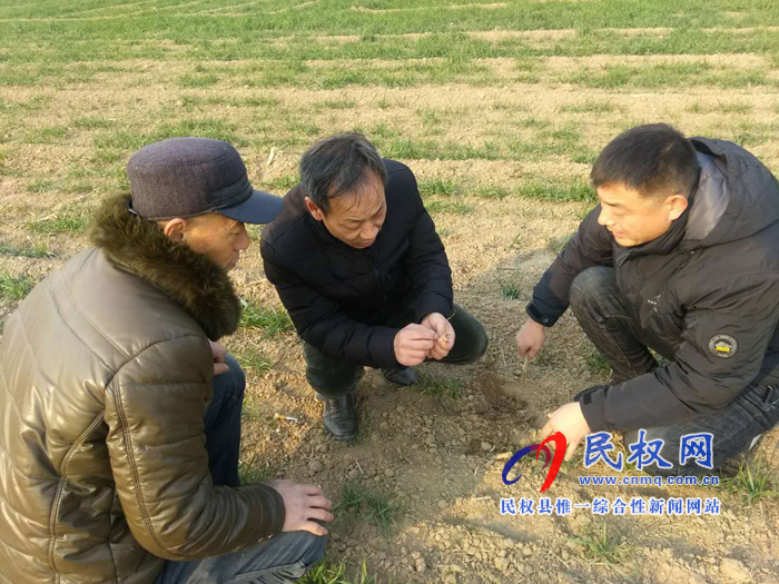 天寒人心暖 農(nóng)業(yè)局送技術(shù)到田間 天寒人心暖 農(nóng)業(yè)局送技術(shù)到田間