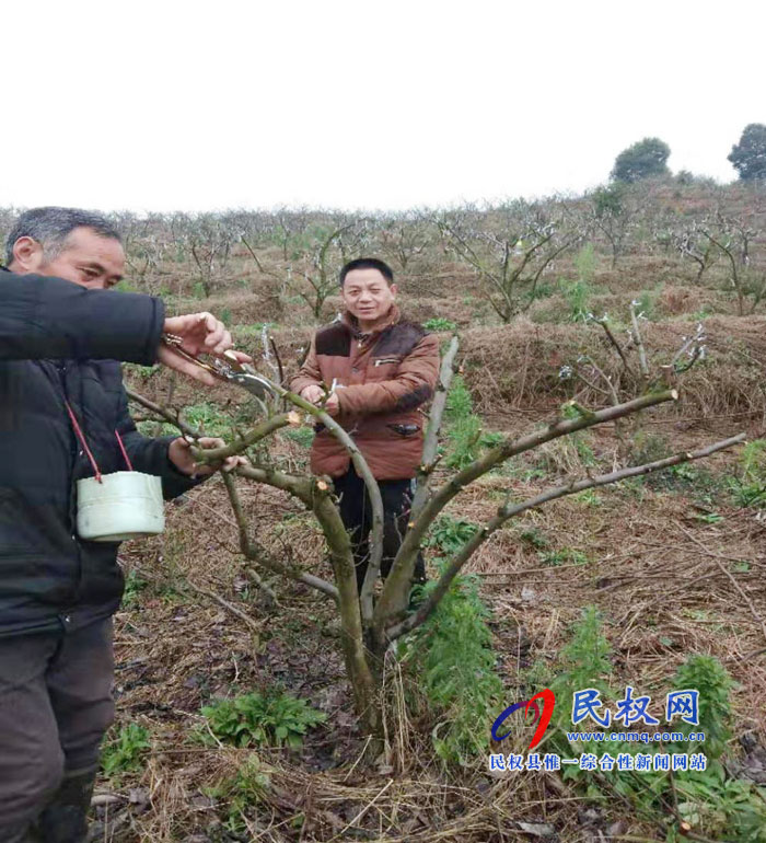 縣園藝站通過果樹高接換頭提升民權(quán)果品競(jìng)爭(zhēng)力 縣園藝站通過果樹高接換頭提升民權(quán)果品競(jìng)爭(zhēng)力