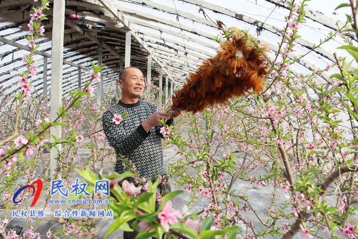雙塔鎮(zhèn)果農(nóng)大棚油桃授粉忙 雙塔鎮(zhèn)果農(nóng)大棚油桃授粉忙