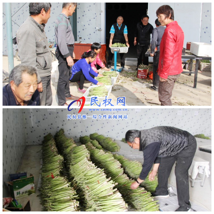 雙塔鎮(zhèn)大棚蘆筍喜獲豐收 雙塔鎮(zhèn)大棚蘆筍喜獲豐收