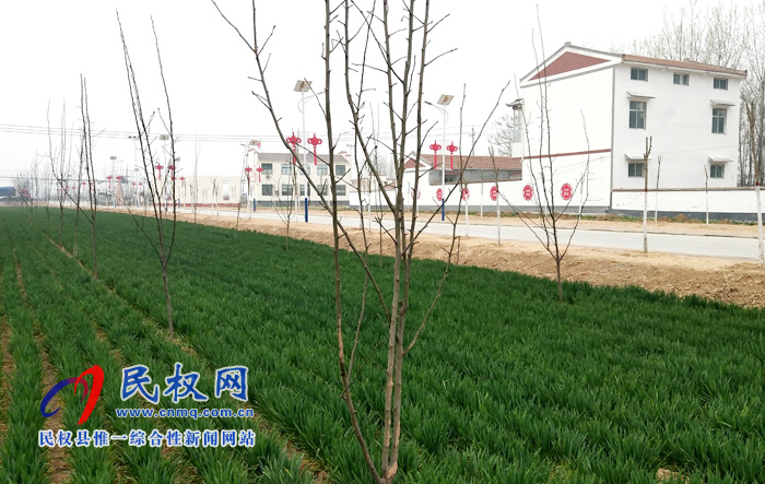 野崗鎮(zhèn):梨樹新苗春催蕾“森林鄉(xiāng)村”樹成行 野崗鎮(zhèn):梨樹新苗春催蕾“森林鄉(xiāng)村”樹成行