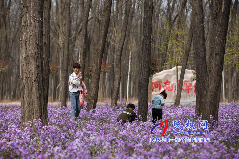 “網(wǎng)紅花?！币稳? title=