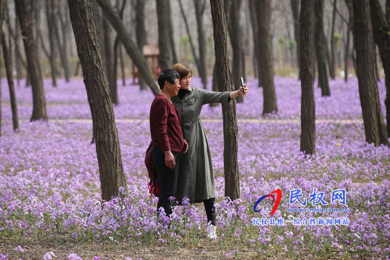 “網(wǎng)紅花?！币稳? title=