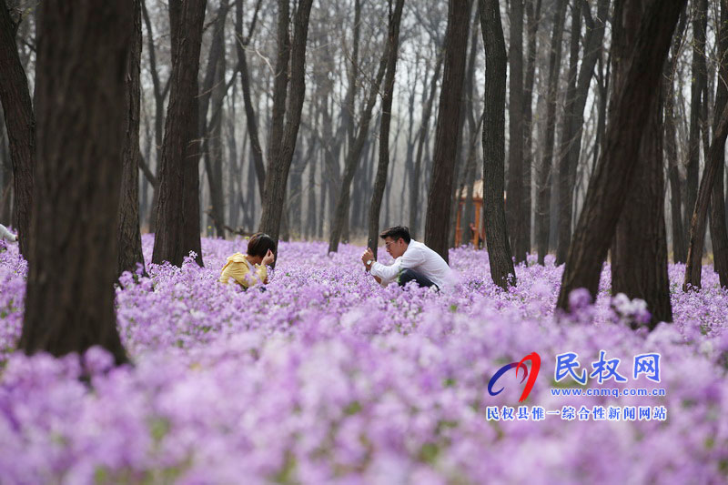 “網(wǎng)紅花?！币稳? title=