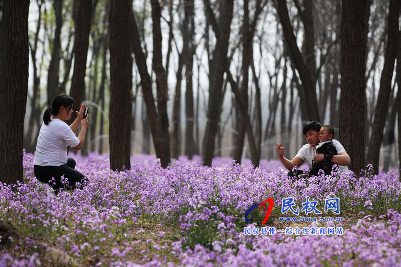 “網(wǎng)紅花?！币稳? title=
