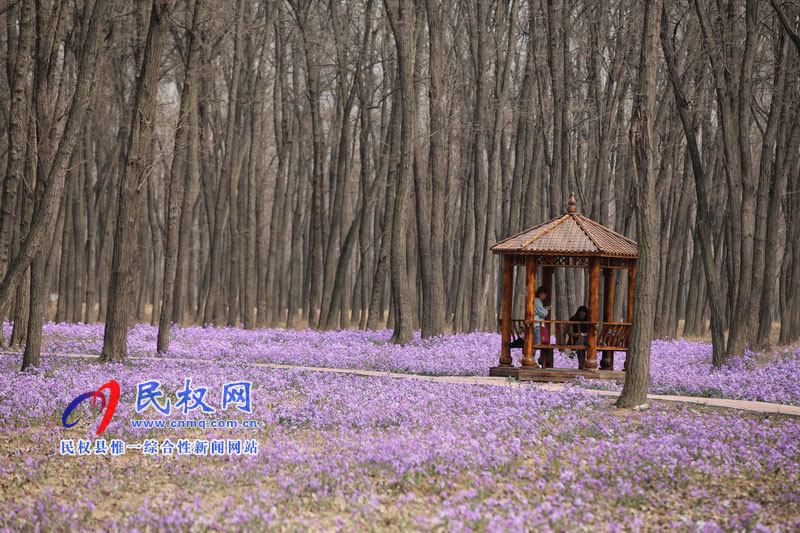 “網(wǎng)紅花?！币稳? title=