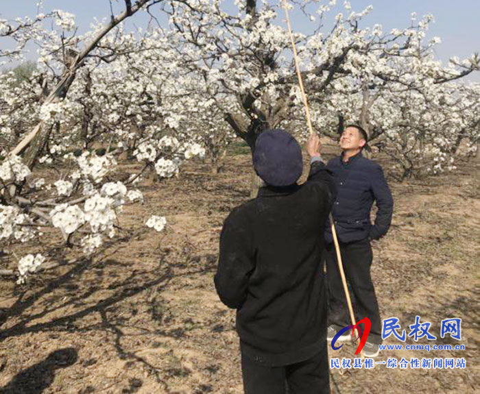梨樹進(jìn)入盛花期園藝站指導(dǎo)果農(nóng)人工授粉忙 梨樹進(jìn)入盛花期園藝站指導(dǎo)果農(nóng)人工授粉忙