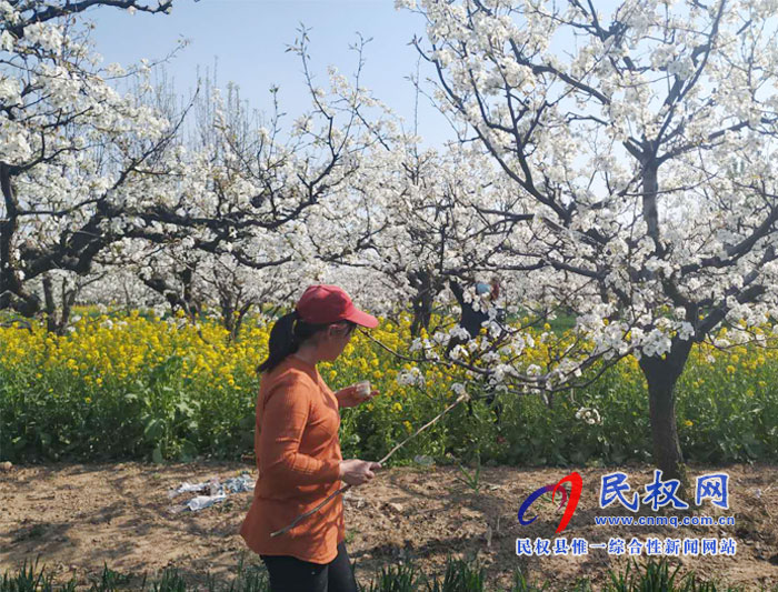 梨樹進(jìn)入盛花期園藝站指導(dǎo)果農(nóng)人工授粉忙