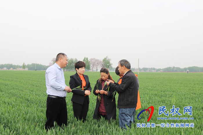 民權(quán)縣召開2019年小麥赤霉病統(tǒng)防統(tǒng)治現(xiàn)場(chǎng)會(huì) 民權(quán)縣召開2019年小麥赤霉病統(tǒng)防統(tǒng)治現(xiàn)場(chǎng)會(huì)