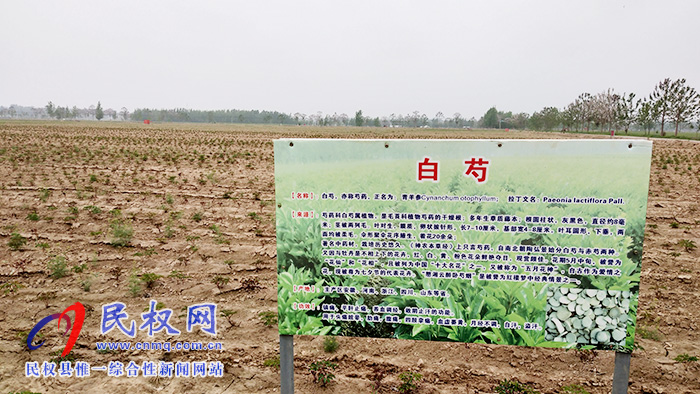 野崗鎮(zhèn)500畝中藥材芍藥長(zhǎng)勢(shì)正旺 野崗鎮(zhèn)500畝中藥材芍藥長(zhǎng)勢(shì)正旺