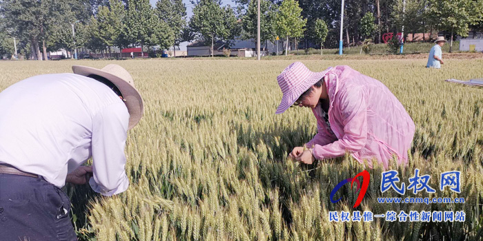 商丘市小麥測(cè)產(chǎn)專家組在民權(quán)進(jìn)行小麥測(cè)產(chǎn) 商丘市小麥測(cè)產(chǎn)專家組在民權(quán)進(jìn)行小麥測(cè)產(chǎn)