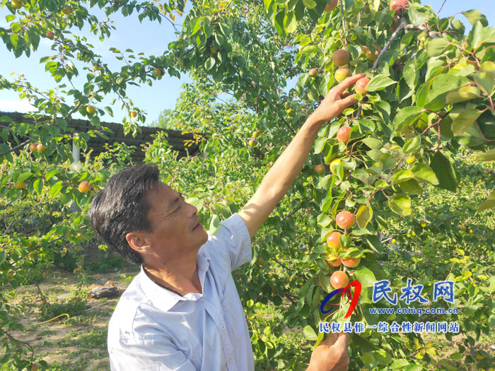 老顏集鄉(xiāng)大力發(fā)展經(jīng)濟(jì)林果產(chǎn)業(yè)助力鄉(xiāng)村振興 老顏集鄉(xiāng)大力發(fā)展經(jīng)濟(jì)林果產(chǎn)業(yè)助力鄉(xiāng)村振興