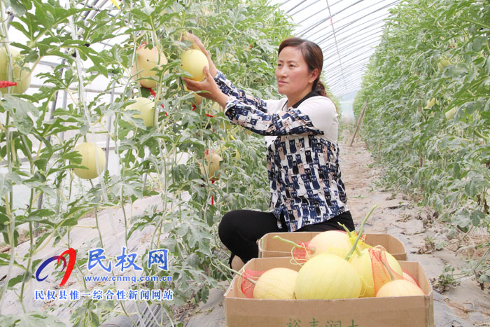 花園鄉(xiāng):大棚吊瓜吸引各方游客采摘品嘗 花園鄉(xiāng):大棚吊瓜吸引各方游客采摘品嘗