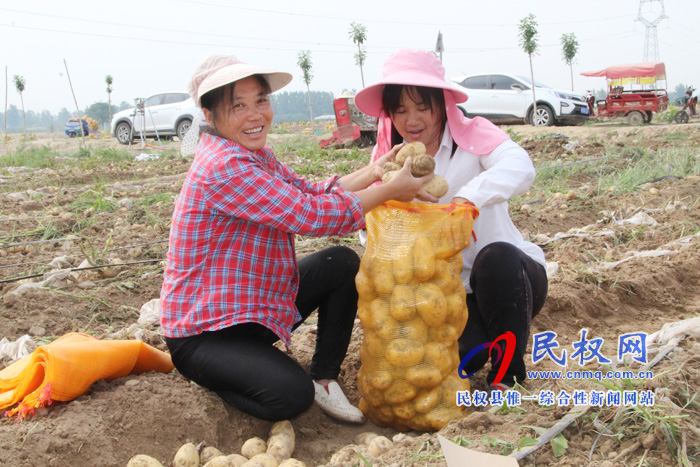 花園鄉(xiāng)3000畝馬鈴薯喜獲豐收 花園鄉(xiāng)3000畝馬鈴薯喜獲豐收