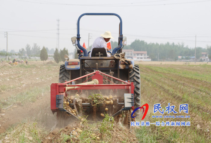 花園鄉(xiāng)3000畝馬鈴薯喜獲豐收 花園鄉(xiāng)3000畝馬鈴薯喜獲豐收