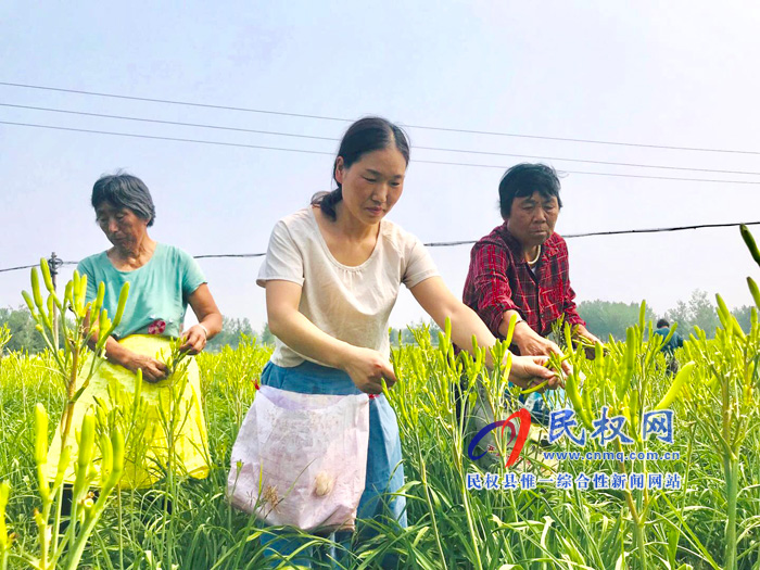 孫六鎮(zhèn):農(nóng)民致富的“黃花菜”喜獲豐收 孫六鎮(zhèn):農(nóng)民致富的“黃花菜”喜獲豐收
