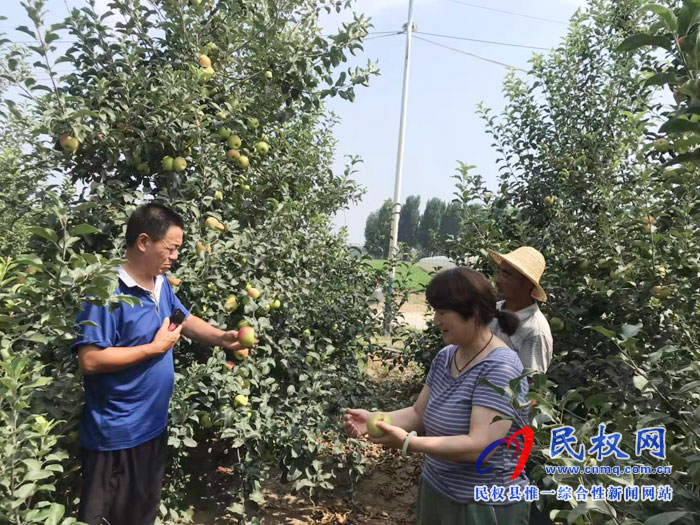 園藝站果樹專家高溫季節(jié)指導(dǎo)設(shè)施葡萄及其它果樹夏季管理 園藝站果樹專家高溫季節(jié)指導(dǎo)設(shè)施葡萄及其它果樹夏季管理