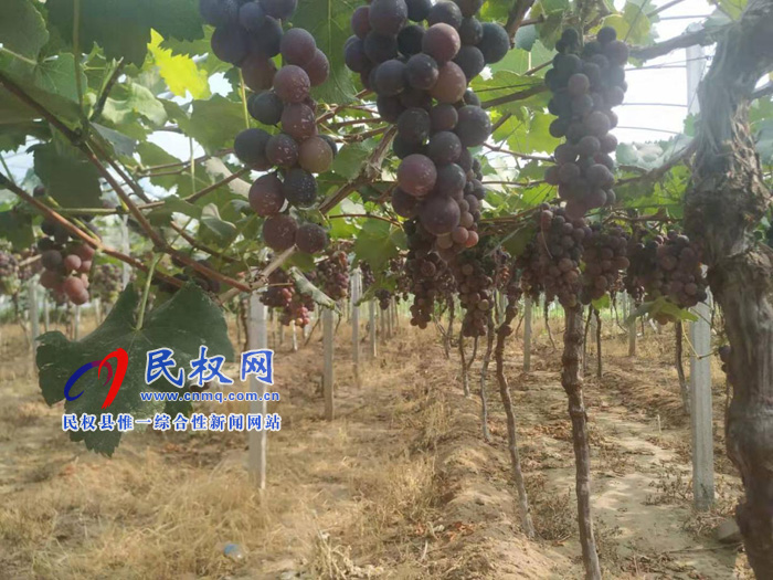 園藝站:我縣5000畝優(yōu)質(zhì)葡萄示范基地獲得大豐收 園藝站:我縣5000畝優(yōu)質(zhì)葡萄示范基地獲得大豐收