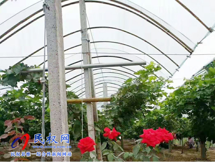 園藝站:我縣引進(jìn)甜蜜藍(lán)寶石葡萄新品種 園藝站:我縣引進(jìn)甜蜜藍(lán)寶石葡萄新品種