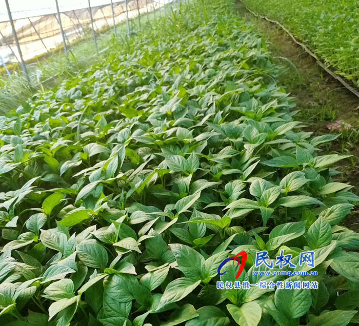 野崗鎮(zhèn):菜苗棚盛夏一片綠 貧困戶就業(yè)萬家樂 野崗鎮(zhèn):菜苗棚盛夏一片綠 貧困戶就業(yè)萬家樂