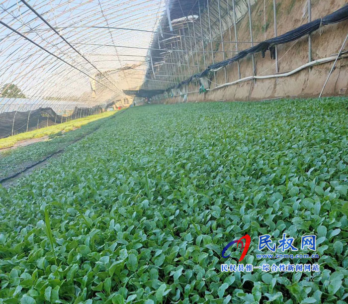 野崗鎮(zhèn):菜苗棚盛夏一片綠 貧困戶就業(yè)萬家樂 野崗鎮(zhèn):菜苗棚盛夏一片綠 貧困戶就業(yè)萬家樂