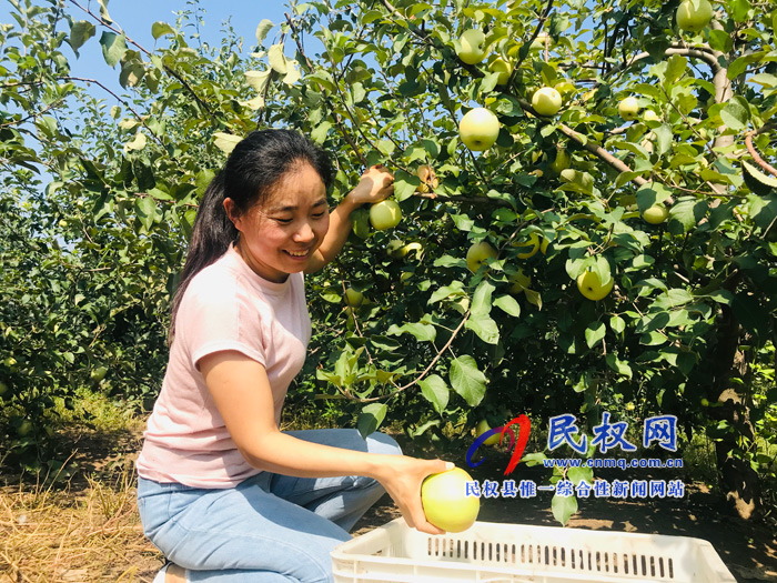 孫六鎮(zhèn):水晶富士富了農(nóng)民錢袋子 孫六鎮(zhèn):水晶富士富了農(nóng)民錢袋子