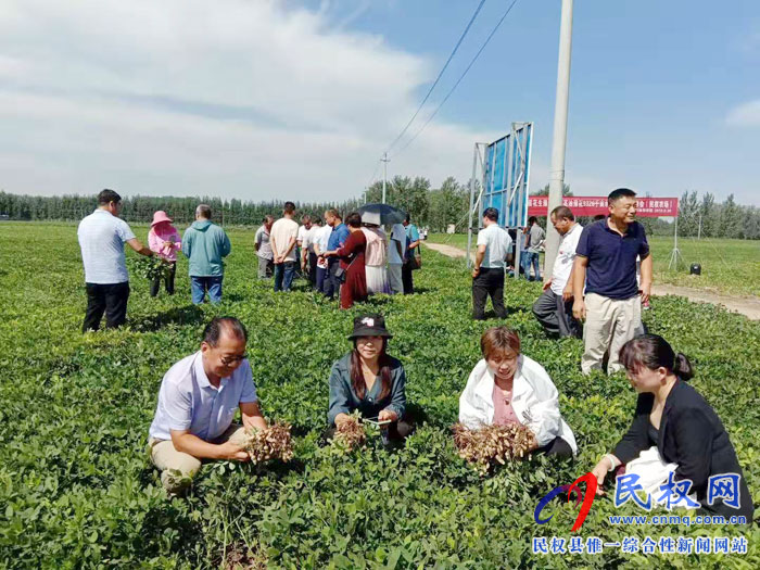 省農(nóng)科院專家組蒞臨民權(quán)進(jìn)行花生測(cè)產(chǎn) 省農(nóng)科院專家組蒞臨民權(quán)進(jìn)行花生測(cè)產(chǎn)