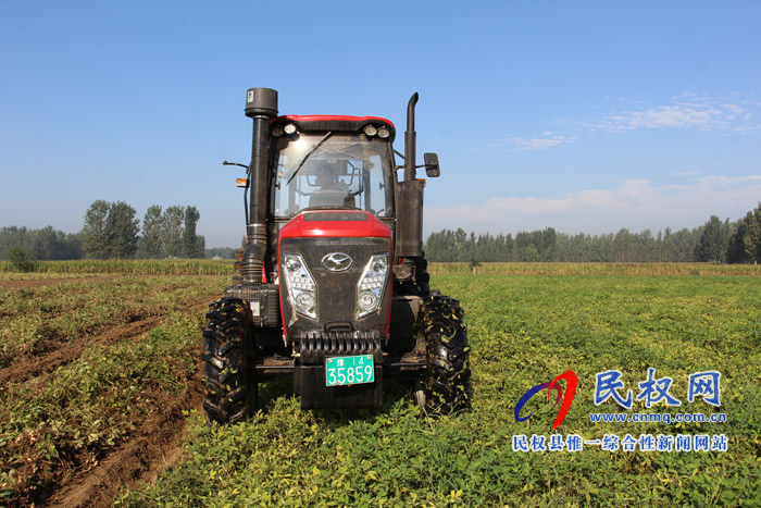雙塔鎮(zhèn)夏花生喜獲豐收 雙塔鎮(zhèn)夏花生喜獲豐收