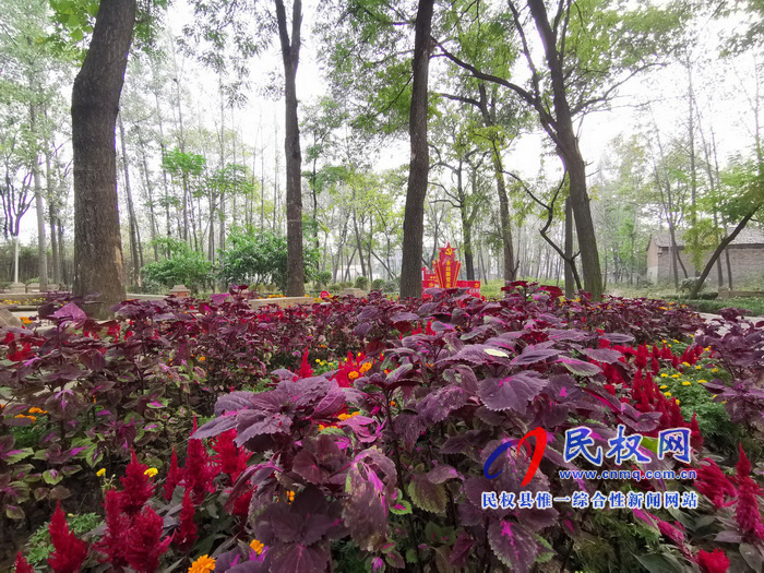 坐落在森林里的村莊——孫六鎮(zhèn)任莊村 坐落在森林里的村莊——孫六鎮(zhèn)任莊村
