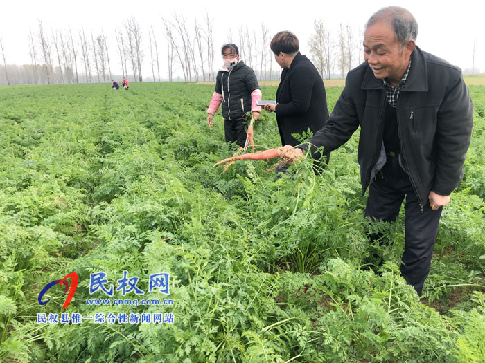 老顏集鄉(xiāng)胡樓村:人參蘿卜富農(nóng)家 老顏集鄉(xiāng)胡樓村:人參蘿卜富農(nóng)家