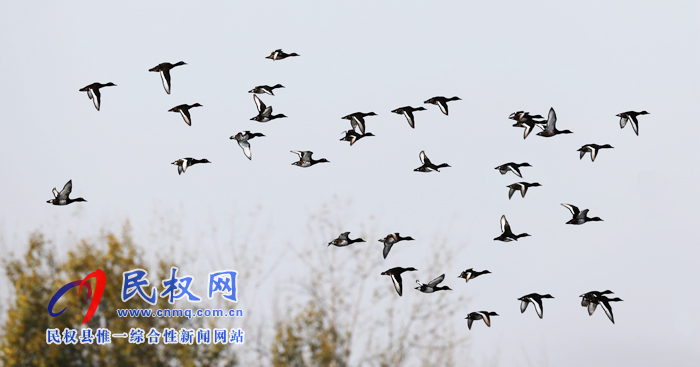 專題|聚焦黃河故道生態(tài)廊道美景 拍攝青頭潛鴨 專題|聚焦黃河故道生態(tài)廊道美景 拍攝青頭潛鴨