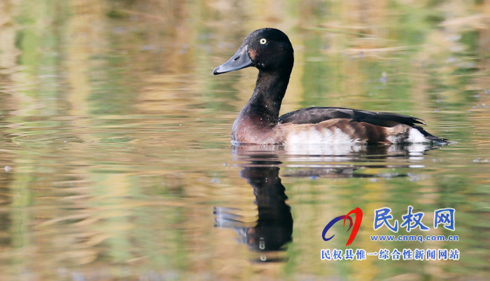 專題|聚焦黃河故道生態(tài)廊道美景 拍攝青頭潛鴨 專題|聚焦黃河故道生態(tài)廊道美景 拍攝青頭潛鴨