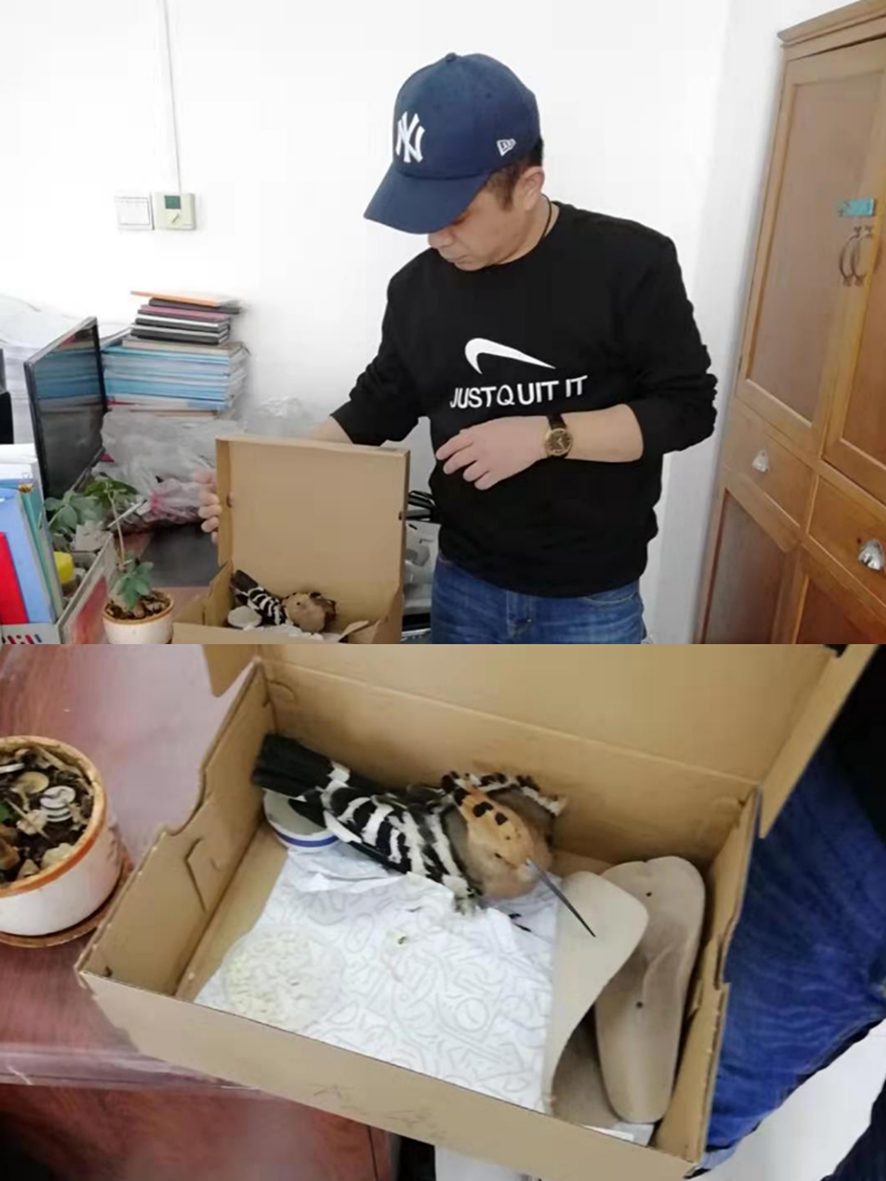 民權(quán)縣森林公安局積極救助野生動物 民權(quán)縣森林公安局積極救助野生動物