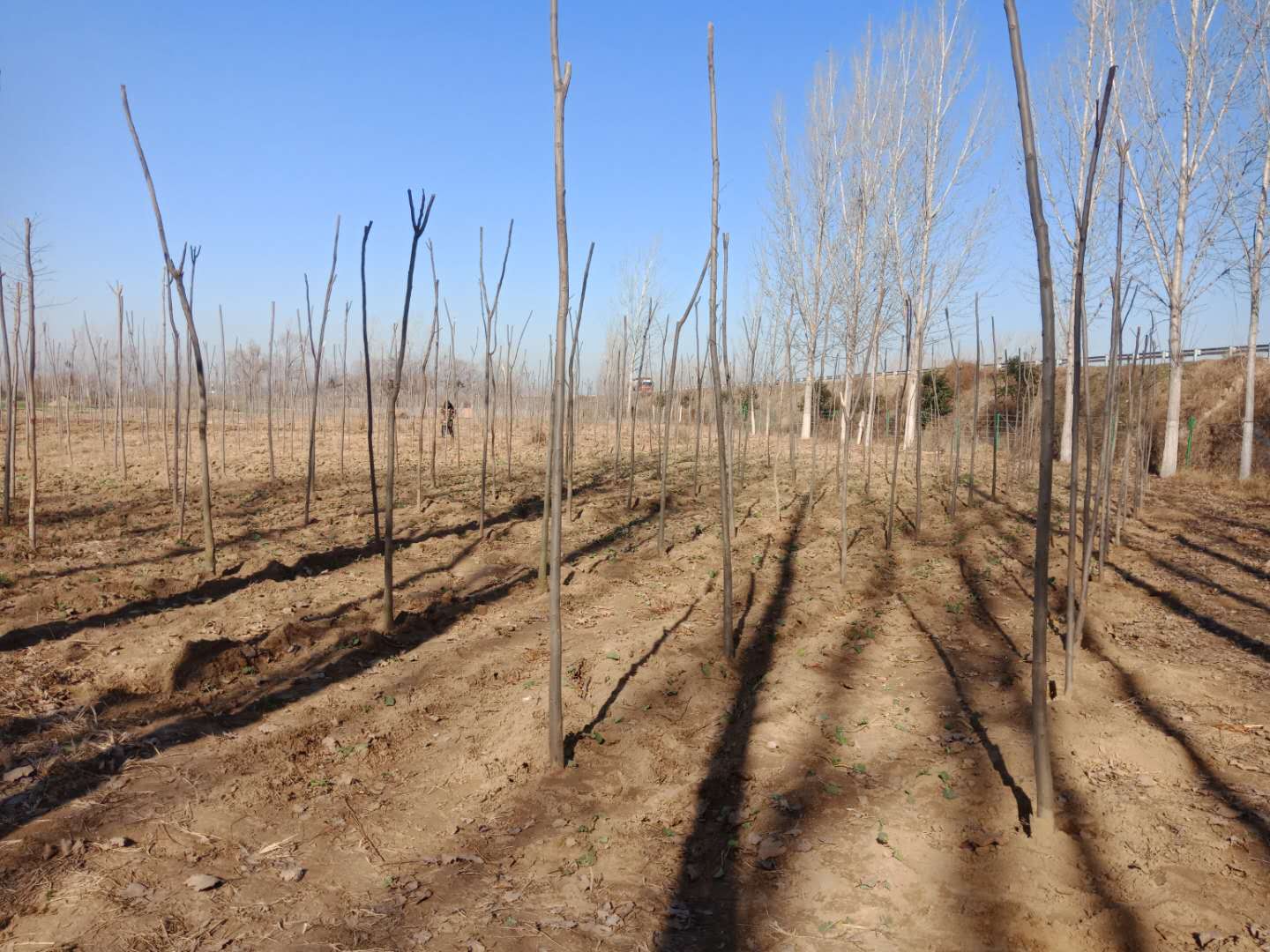 野崗鎮(zhèn):趁墑情高速沿線植樹(shù) 防疫情持續(xù)加緊腳步 野崗鎮(zhèn):趁墑情高速沿線植樹(shù) 防疫情持續(xù)加緊腳步